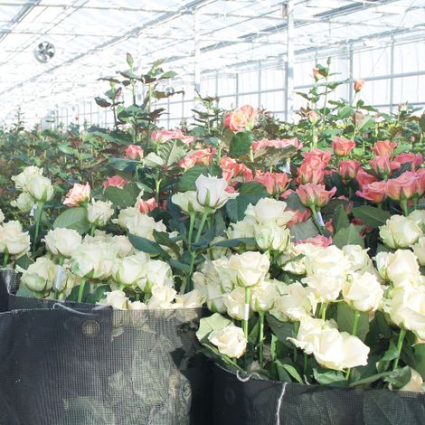 Белые кокетливые розы Avalanche, настоящие жемчужины среди светлых цветов, и нежно-розовые, с персиковым сердечком розы Miss Piggy
