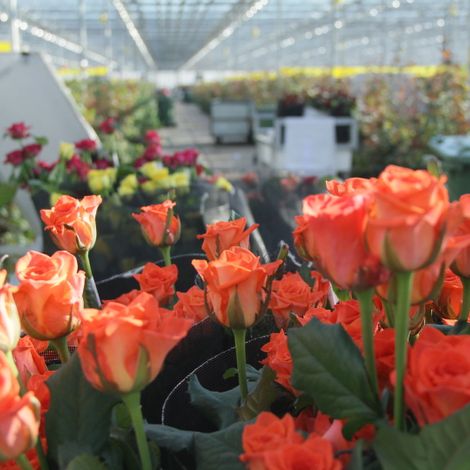 Ярко-оранжевые розы Wow, настолько красивые, что селекционеры, когда увидели, что они вырастили, в восторге выдохнули: &laquo;Вау!&raquo;, &ndash; и этот восторженный возглас стал их названием